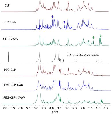 Investigation of Cancer Cell Migration and Proliferation on Synthetic Extracellular Matrix Peptide Hydrogels